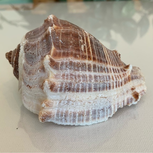 Striped Florida King Crown Conch Shell Melongena Corona Brown White Seashells 4" - Picture 2 of 12